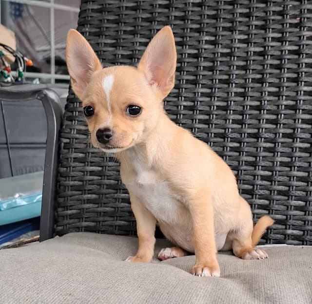 Chihuahua Puppies media 5