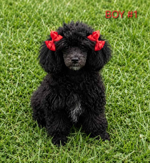 Poodle Puppies media 3