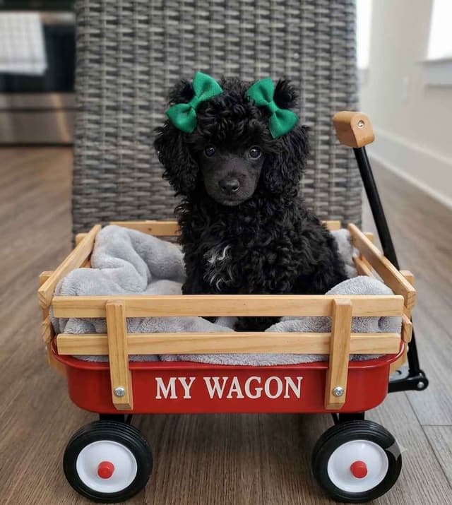 Poodle Puppies media 2