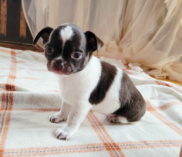 Chihuahua Female media 2