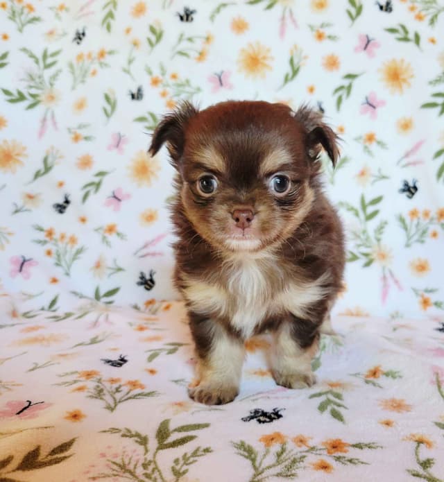 Chihuahua Puppies media 14