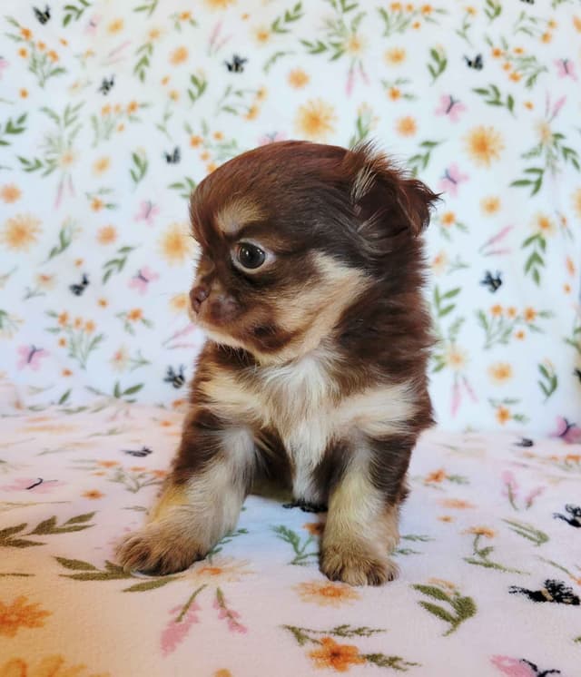 Chihuahua Puppies media 15