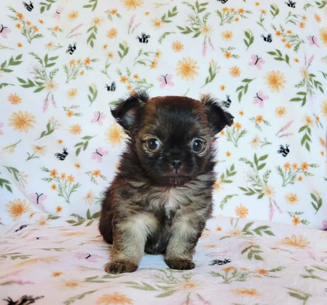 Chihuahua Puppies media 10