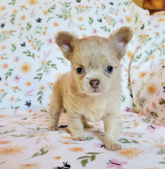 Chihuahua Puppies media 7