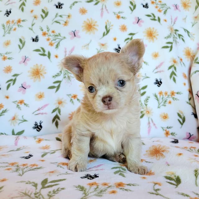 Chihuahua Puppies media 6