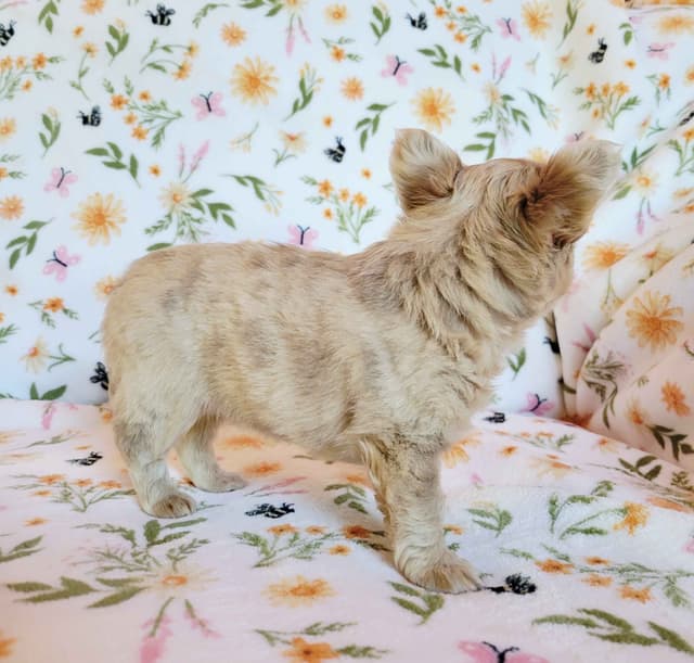 Chihuahua Puppies media 9