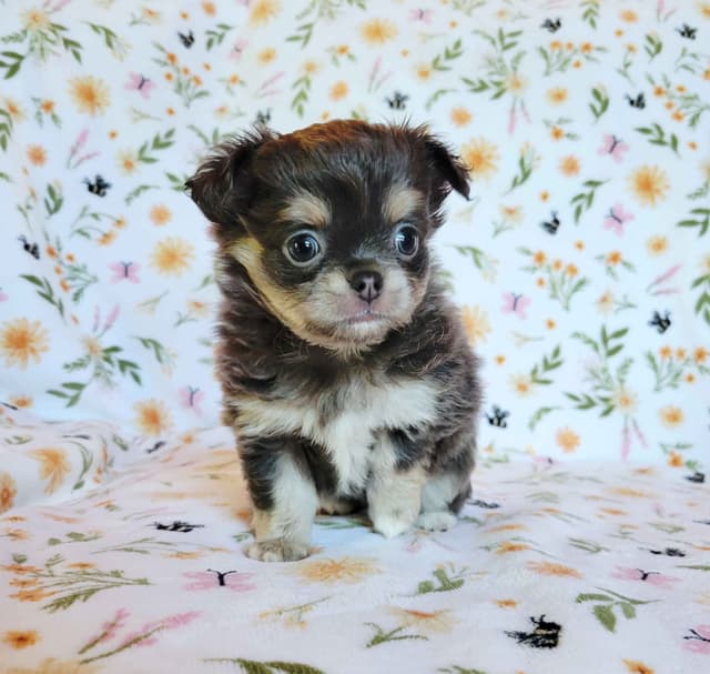 Chihuahua Puppies media 3