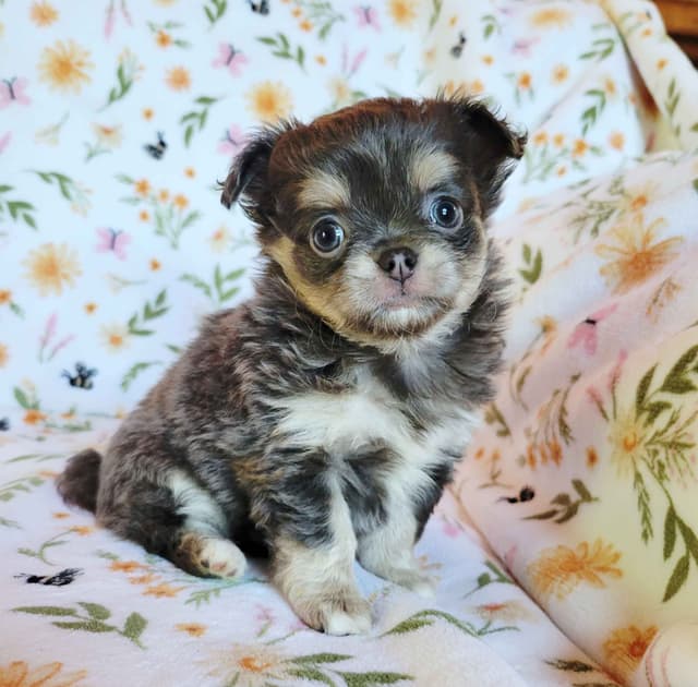 Chihuahua Puppies media 2