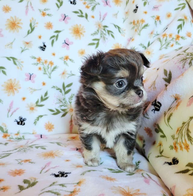 Chihuahua Puppies media 4