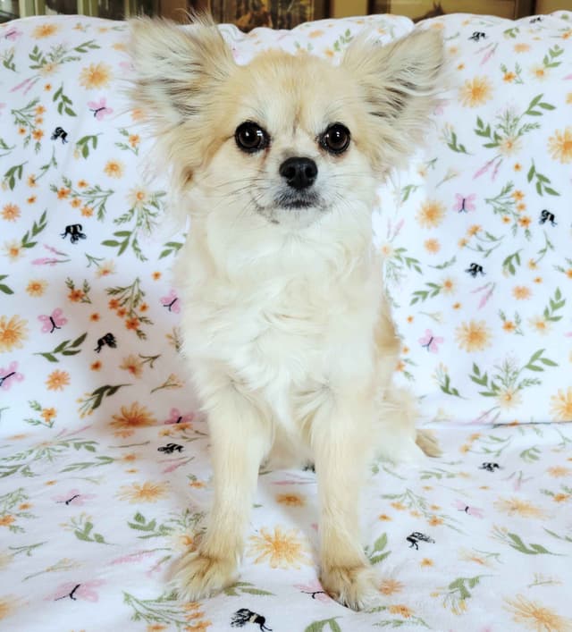 Chihuahua Puppies media 17