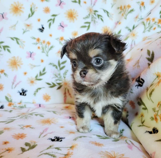Chihuahua Puppies media 5