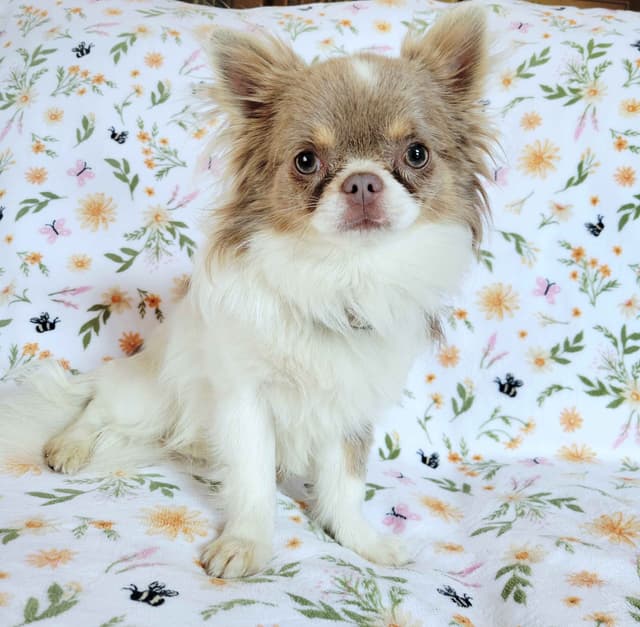 Chihuahua Puppies media 18