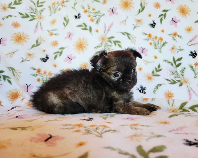 Chihuahua Puppies media 12