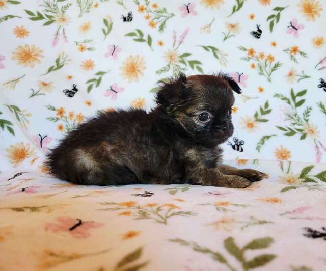 Chihuahua Puppies media 13