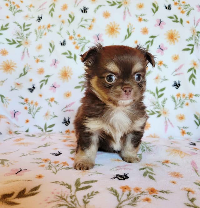 Chihuahua Puppies media 16