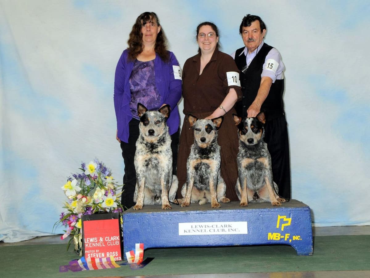 Australian Cattle Dog Puppies breeder image 1