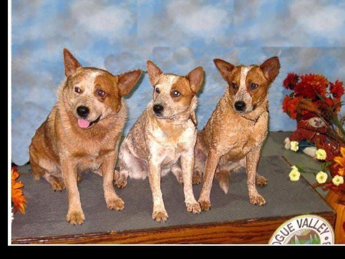 Australian Cattle Dog Puppies breeder image 2