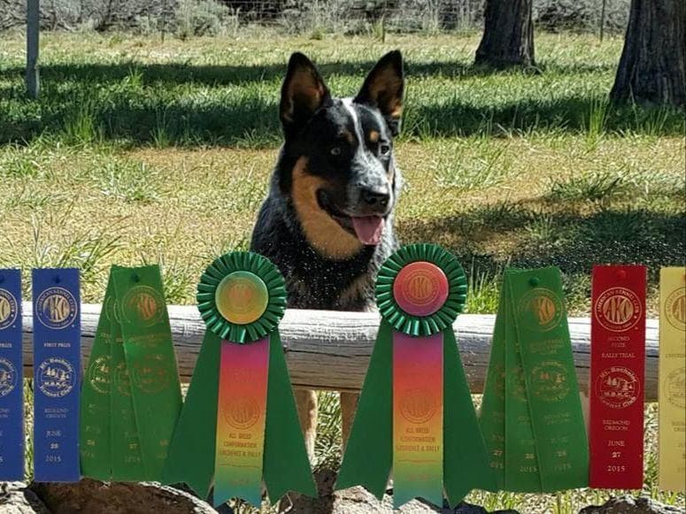 Australian Cattle Dog Puppies breeder image 3