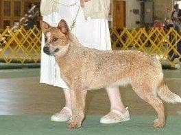 Australian Cattle Dog Puppies breeder image 7