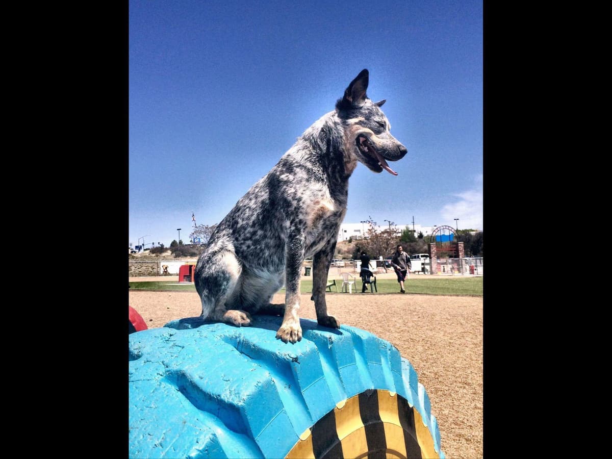 Australian Cattle Dog Puppies breeder image 8