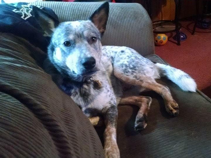 Australian Cattle Dog Puppies breeder image 9