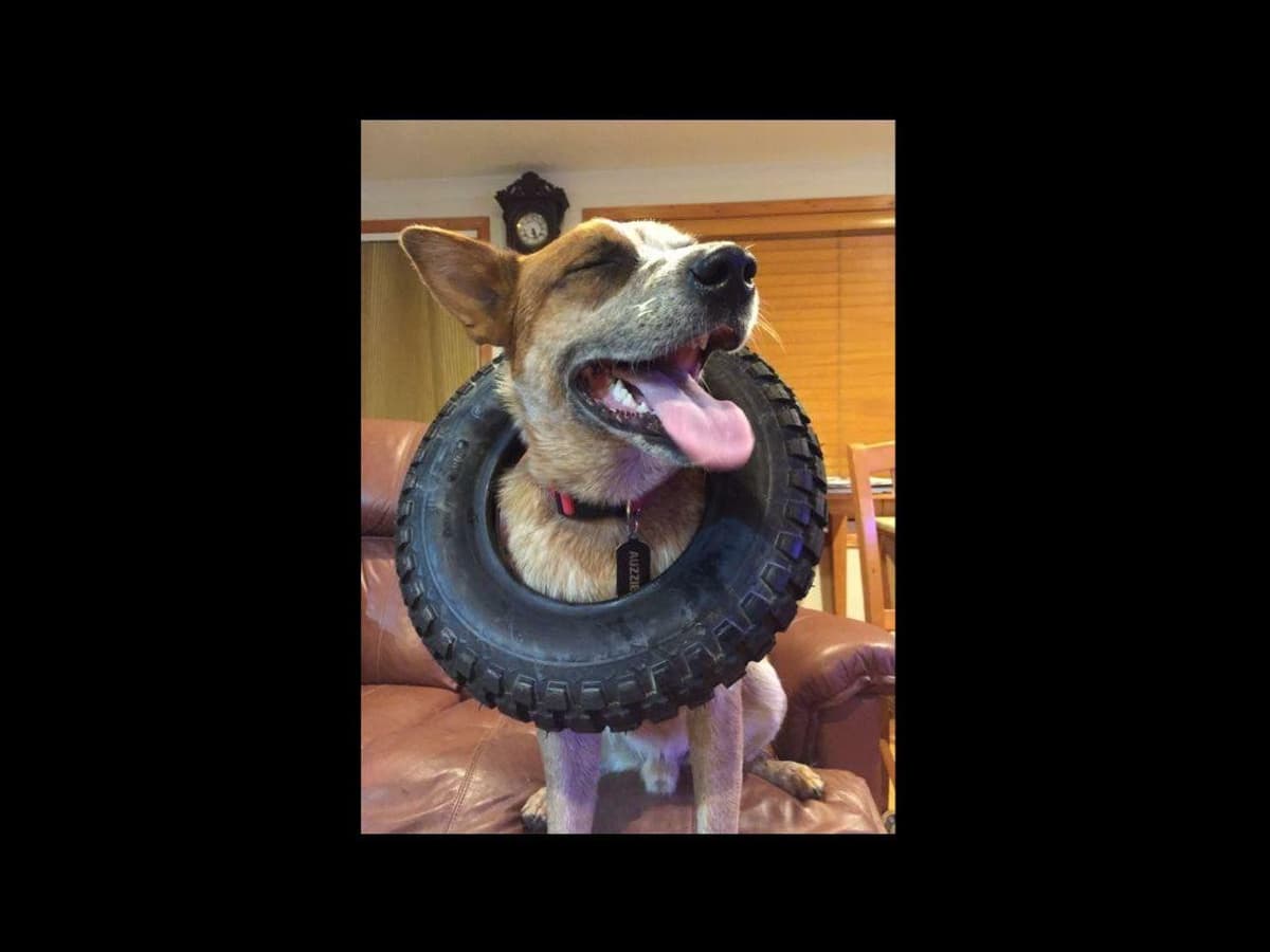 Australian Cattle Dog Puppies breeder image 10