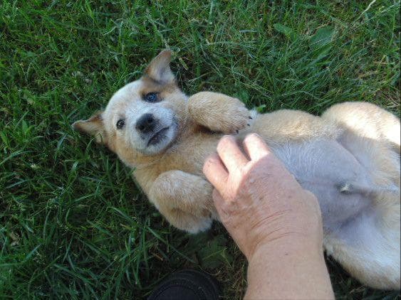 Australian Cattle Dog Puppies breeder image 14