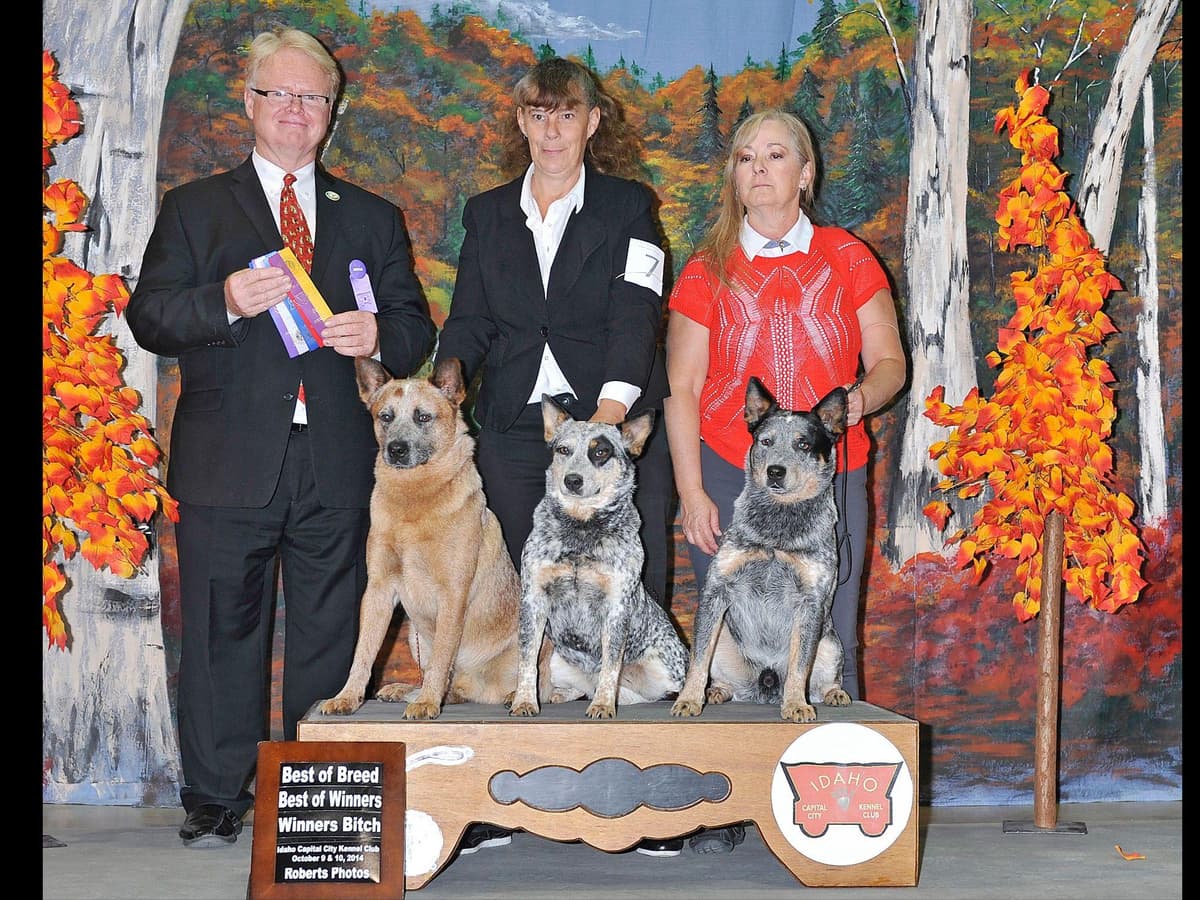 Australian Cattle Dog Puppies breeder image 17