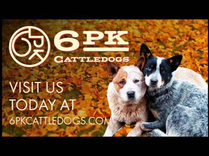 Australian Cattle Dog Puppies breeder image 19