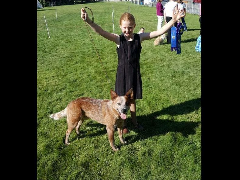 Australian Cattle Dog Puppies breeder image 20