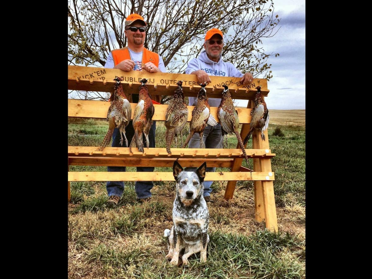 Australian Cattle Dog Puppies breeder image 21