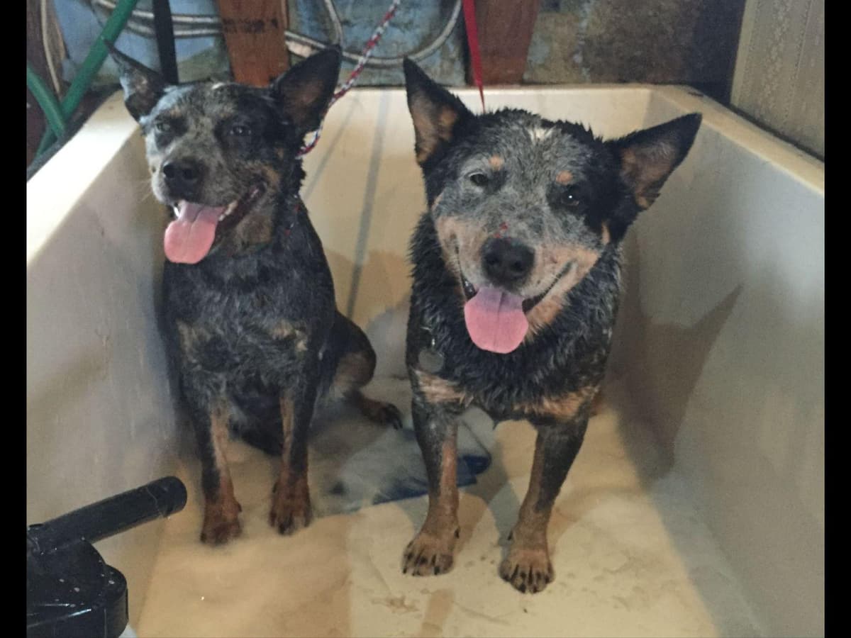 Australian Cattle Dog Puppies breeder image 23