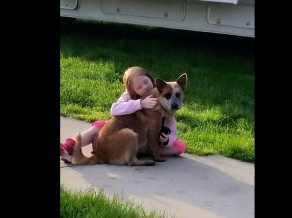 Australian Cattle Dog Puppies breeder image 25