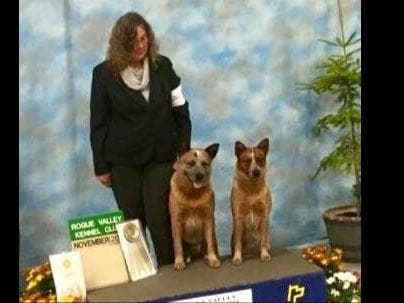 Australian Cattle Dog Puppies breeder image 26