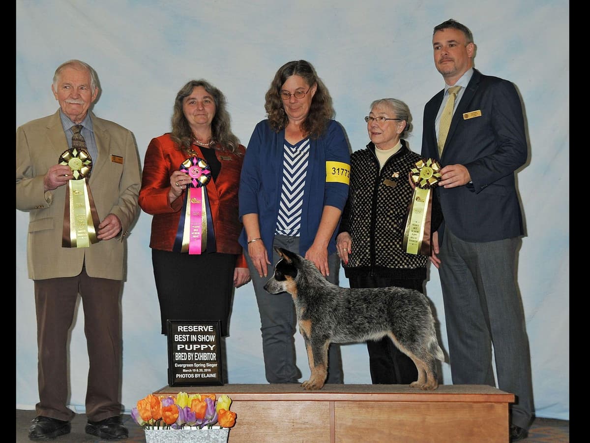 Australian Cattle Dog Puppies breeder image 27