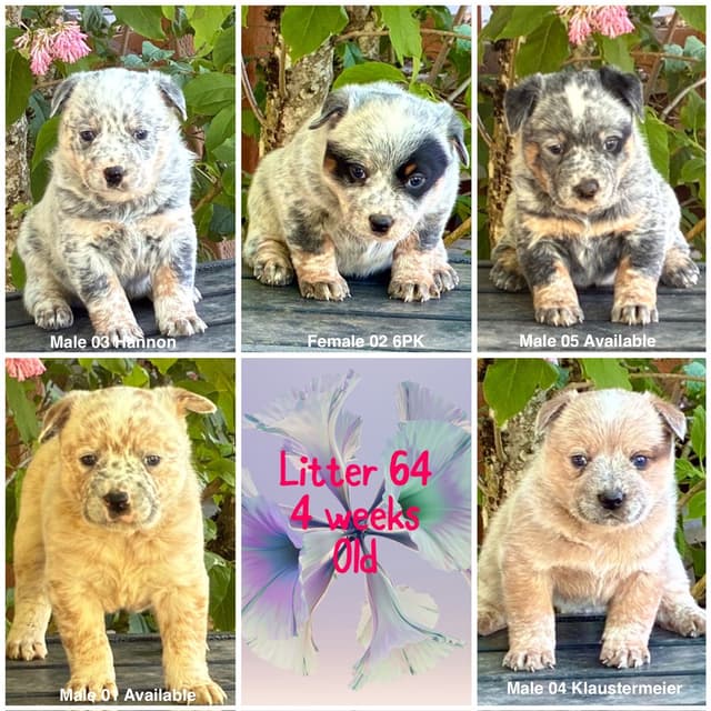Australian Cattle Dog Puppies media 2