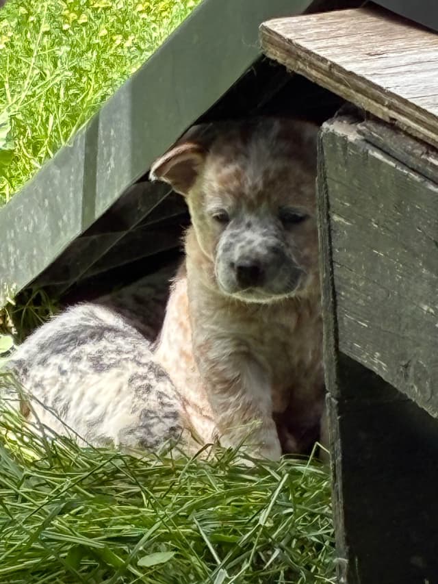 Australian Cattle Dog Puppies media 3
