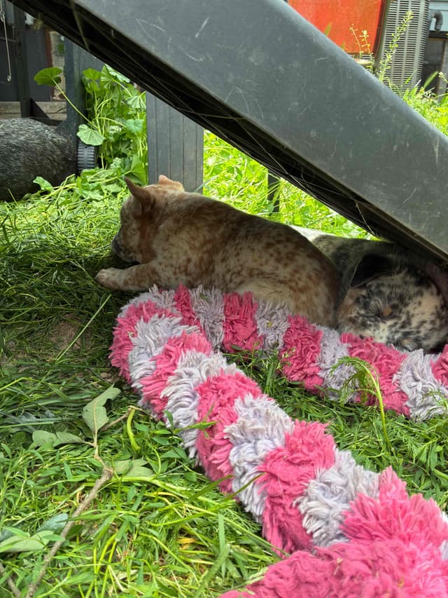 Australian Cattle Dog Puppies media 4