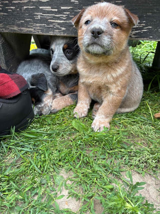 Australian Cattle Dog Puppies media 5