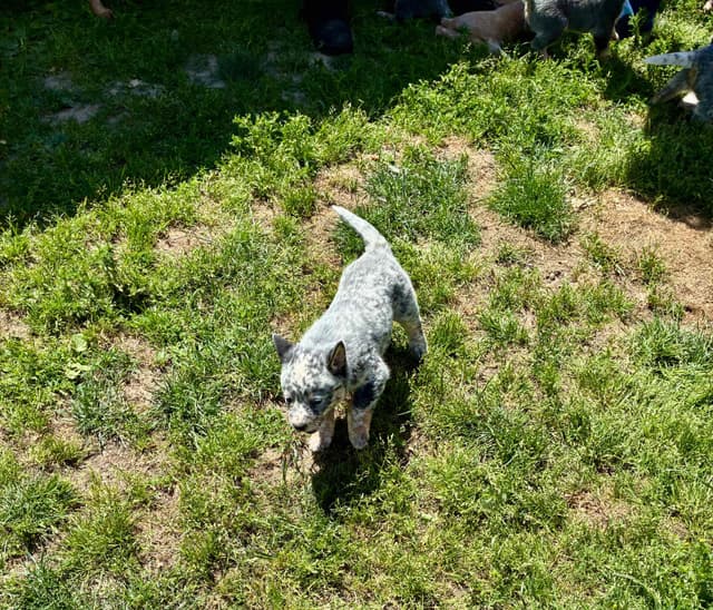 Australian Cattle Dog Puppies media 6