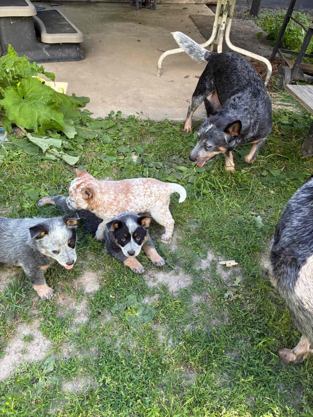 Australian Cattle Dog Puppies media 8