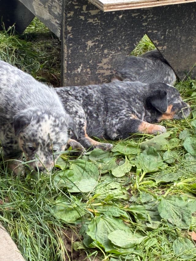 Australian Cattle Dog Puppies media 7