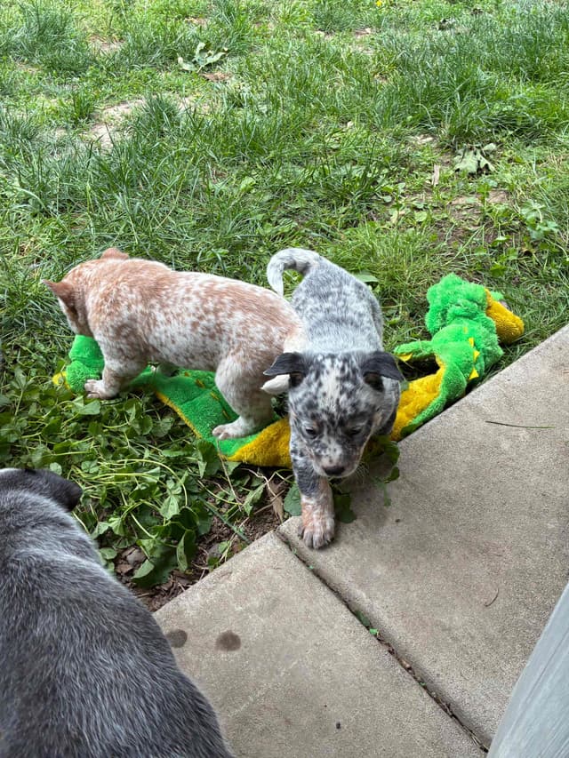 Australian Cattle Dog Puppies media 9