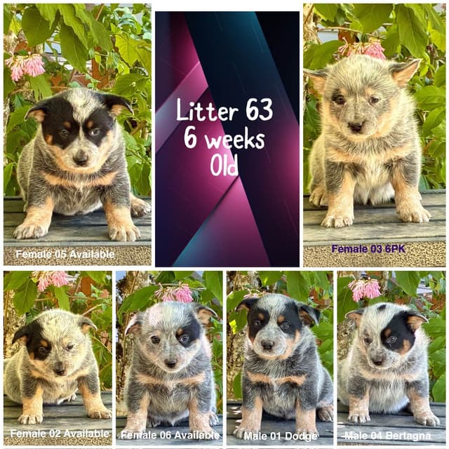 Australian Cattle Dog Puppies media 2