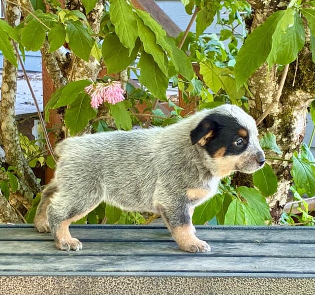 Australian Cattle Dog Puppies media 3