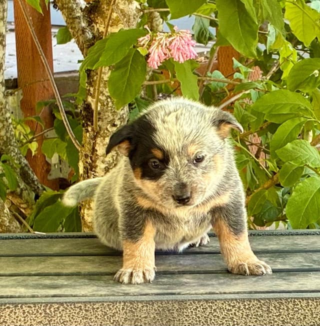 Australian Cattle Dog Puppies media 4