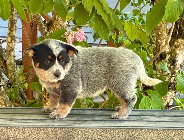 Australian Cattle Dog Puppies media 5