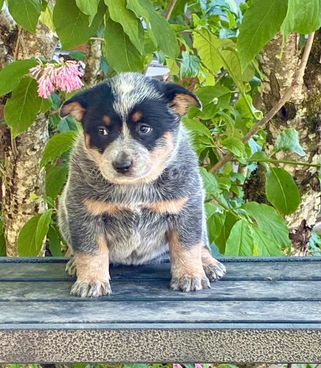 Australian Cattle Dog Puppies media 6