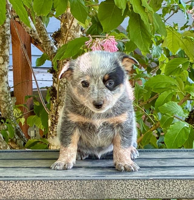 Australian Cattle Dog Puppies media 7