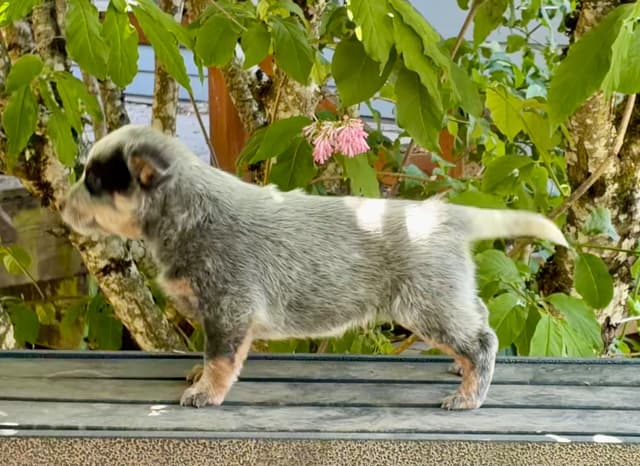 Australian Cattle Dog Puppies media 8